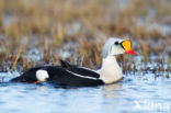 King Eider (Somateria spectabilis)