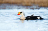 King Eider (Somateria spectabilis)