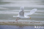 Glaucous Gull (Larus hyperboreus)