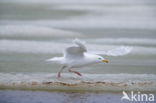 Grote Burgemeester (Larus hyperboreus)