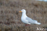 Grote Burgemeester (Larus hyperboreus)