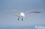 Glaucous Gull (Larus hyperboreus)