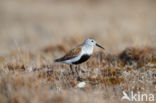 Dunlin (Calidris alpina)