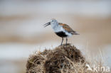 Bonte Strandloper (Calidris alpina)