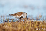 Bonte Strandloper (Calidris alpina)