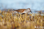 Dunlin (Calidris alpina)