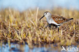 Bonte Strandloper (Calidris alpina)