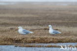 Glaucous Gull (Larus hyperboreus)