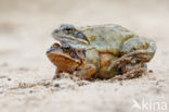 Common Frog (Rana temporaria)