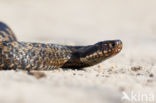 Common Viper (Vipera berus)