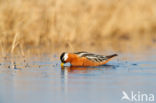 Rosse Franjepoot (Phalaropus fulicarius)