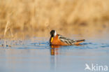 Red Phalarope (Phalaropus fulicarius)