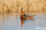 Rosse Franjepoot (Phalaropus fulicarius)