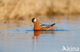 Rosse Franjepoot (Phalaropus fulicarius)