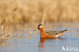 Rosse Franjepoot (Phalaropus fulicarius)