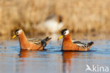 Red Phalarope (Phalaropus fulicarius)