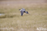 Long-tailed Jaeger (Stercorarius longicaudus)