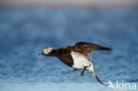 Long-tailed Duck