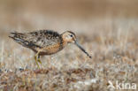 Grote Grijze Snip (Limnodromus scolopaceus)