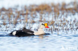 King Eider (Somateria spectabilis)