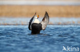 King Eider (Somateria spectabilis)