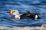 King Eider (Somateria spectabilis)