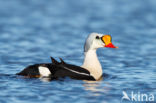 King Eider (Somateria spectabilis)