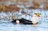 King Eider (Somateria spectabilis)