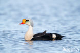 King Eider (Somateria spectabilis)