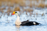 King Eider (Somateria spectabilis)