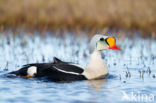 King Eider (Somateria spectabilis)