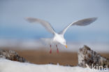 Grote Burgemeester (Larus hyperboreus)