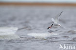 Arctic Tern (Sterna paradisaea)