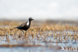 Amerikaanse Goudplevier (Pluvialis dominica)