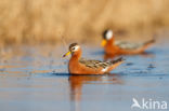 Rosse Franjepoot (Phalaropus fulicarius)