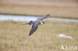 Long-tailed Jaeger (Stercorarius longicaudus)