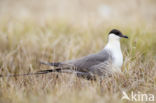Long-tailed Jaeger (Stercorarius longicaudus)
