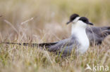 Long-tailed Jaeger (Stercorarius longicaudus)