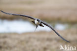 Long-tailed Jaeger (Stercorarius longicaudus)