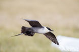 Long-tailed Jaeger (Stercorarius longicaudus)