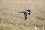 Long-tailed Jaeger (Stercorarius longicaudus)