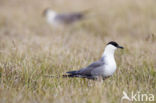 Long-tailed Jaeger (Stercorarius longicaudus)
