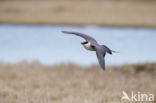 Long-tailed Jaeger (Stercorarius longicaudus)