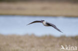 Long-tailed Jaeger (Stercorarius longicaudus)