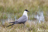 Long-tailed Jaeger (Stercorarius longicaudus)