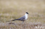 Long-tailed Jaeger (Stercorarius longicaudus)