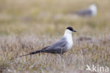 Long-tailed Jaeger (Stercorarius longicaudus)