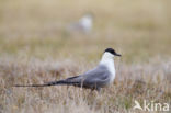 Long-tailed Jaeger (Stercorarius longicaudus)