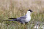 Long-tailed Jaeger (Stercorarius longicaudus)