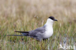 Kleinste Jager (Stercorarius longicaudus)